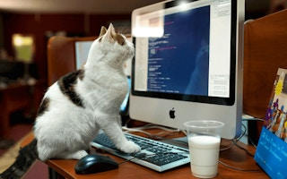 Cat Memory Match Puzzle Game