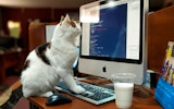 Cat Memory Match Puzzle Game Online